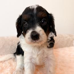 Stan - Tri-color male Cavapoo puppy in Redding, California from O’Hara  Doodles