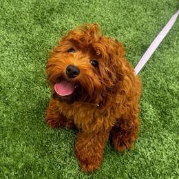 Skippy - Red female Cockapoo puppy in Corona, California from SoCalFamilyFrenchies, Doodles and more