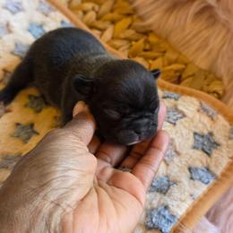 (F1) - Brindle and white female French Bulldog puppy in Springfield, Missouri from #1 Frenchies aka Nokie's Bullies