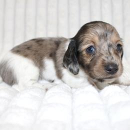 Girl 1 - female Dachshund puppy in Fairfax, Iowa from Grayson’s Lovable Dachshunds