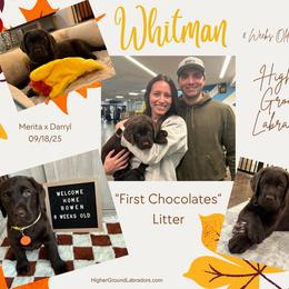 Whitman - Chocolate male Labrador Retriever puppy in Eaton Rapids, Michigan from Higher Ground Labradors