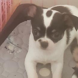 Rose - Black and white female Chihuahua puppy in Lake George, New York from Moonhill Chihuahuas