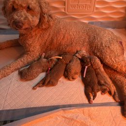 Peach collar - Red  female Goldendoodle puppy in Nashville Area, Tennessee from My Girls with Curls-Mini Doodles of TN
