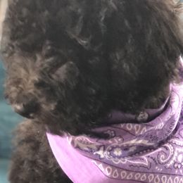 Goldendoodle and Poodle Puppies from Sugar Babies : The Gentle Doodles