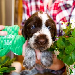 Wirehaired Pointing Griffon Puppies from Cathy West