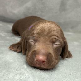 Female 4 - Chocolate female Dachshund puppy in Birmingham, Alabama from LongBottomDachshunds