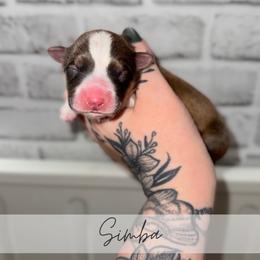 Simba - Sable male Pembroke Welsh Corgi puppy in Greenwood, Indiana from Witch Creek Corgis