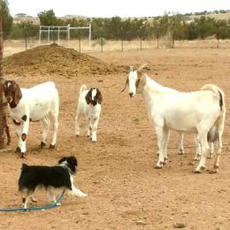 Cooper - Toy Australian Shepherd