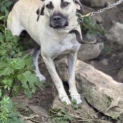 Houdini - Black Mouth Cur
