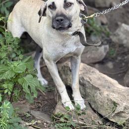 Houdini - Black Mouth Cur