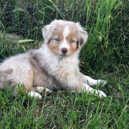 Rogue - Red merle female Australian Shepherd puppy in San Tan Valley, Arizona from Mott Ranch - Blazin' Sun Aussies