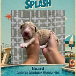 Board - Dallas TX - 4,000 - Cream male Goldendoodle puppy in Garland, Texas from Twilight Doodles