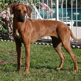Rhodesian Ridgebacks from Mandela's Amandla Ridgebackz