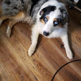 Australian Shepherd All Grown Up from Spunky Farms Aussies