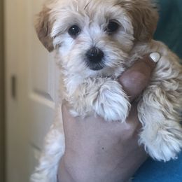Maltese, Maltipoo, and Poodle Puppies from Healing Pawz LLC