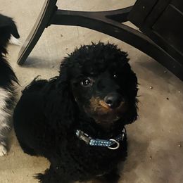 Aussiedoodles, Companion Crosses, and Poodles from BoujeePoodles