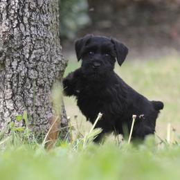 Miniature Schnauzer Puppies from Rose Lane Schnauzers