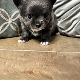 Chihuahua Puppies from Clan Cordovathone