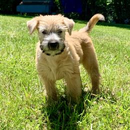 Soft Coated Wheaten Terrier Puppies from Karli Mueller