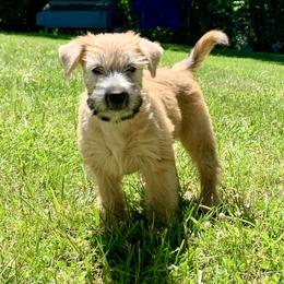 Soft Coated Wheaten Terrier Puppies from Karli Mueller
