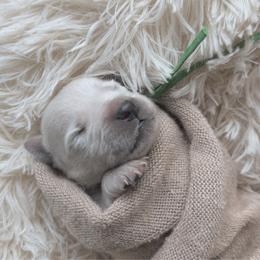 Nugget - Green Collar - Light golden male Golden Retriever puppy in Noblesville, Indiana from Ivory & Pine Goldens