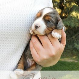 Shania - Merle female Bernedoodle puppy in Idaho Falls, Idaho from Idahome Doodle