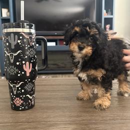 Cavapoo Puppies from AZ Cavapoos