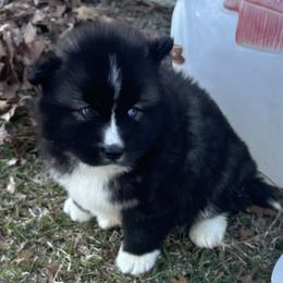 Zelda - Black and white female Siberian Husky puppy in Summerville, South Carolina from Carolina Husky Lodge