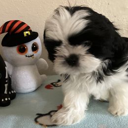 Shih Tzu Puppies from Little Lions West