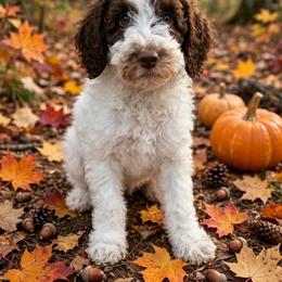 Godiva - Parti female Goldendoodle puppy in from Pink Poodles and Doodles