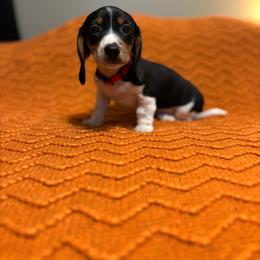 Red collar, female - Piebald female Dachshund puppy in Brevard, North Carolina from Morgan’s Dachshund’s & Aussies