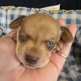 Girl 2 - Red female Dachshund puppy in Cowen, West Virginia from Bennett Babies