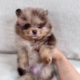 Miso - Chocolate merle male Pomeranian puppy in Canandaigua, New York from Fingerlakes Pomeranians