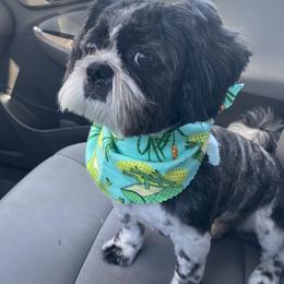 Coco - Shih Tzu