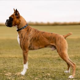 Rooster - Boxer