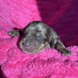Meredith - Dapple female Dachshund puppy in Hornbeck, Louisiana from A&Z Mini Dachshunds