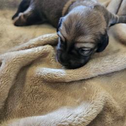 Girl 1 - Black and cream female Dachshund puppy in Lebanon, Oregon from Willow Moons Dachshunds