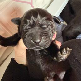 Pink - Black female Labrador Retriever puppy in Ankeny, Iowa from Avondale Labradors