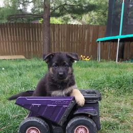 German Shepherd Puppies from Kaiser + Leyna