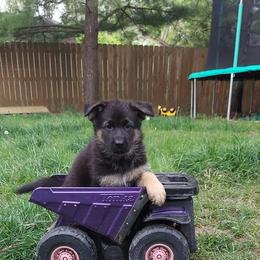 German Shepherd Puppies from Kaiser + Leyna