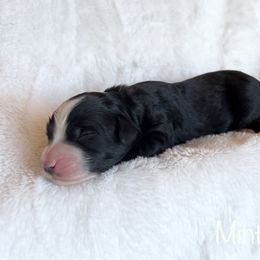 Boy 3 - Black and white Bernedoodle puppy in Shell Lake, Wisconsin from KC Acres