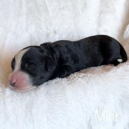 Boy 3 - Black and white Bernedoodle puppy in Shell Lake, Wisconsin from KC Acres