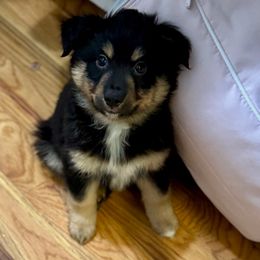 Smokey - Black tri male Miniature Australian Shepherd puppy in Harpers Ferry, West Virginia from Carter's Cuties