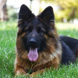 Reese - German Shepherd