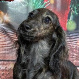 Tia - Dachshund