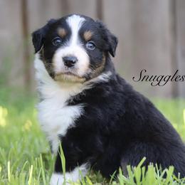 Snuggles - Black tri-color male Australian Shepherd puppy in Ceres, California from Knight's Aussies