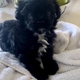 Bear - Black and white male Aussiedoodle puppy in Martin County, Florida from Biggie Ranch