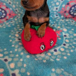 Carley - Black and rust female Miniature Pinscher puppy in Little River, South Carolina from Cheristar