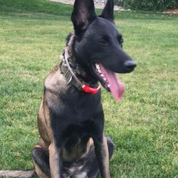 Shakira - Black sable female Belgian Malinois puppy in Phoenix, Arizona from Tactical Rockette