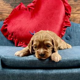 Gus Gus - Red male Cavapoo puppy in Lancaster, Missouri from Cavapoo Acres